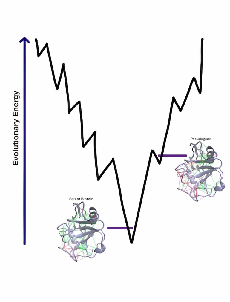 Study reveals insights into protein evolution