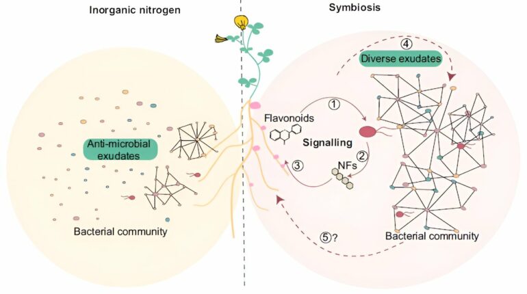 Study reveals key role of plant-bacteria communication for ...