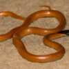 The missing puzzle piece: A striking new snake species from the ...
