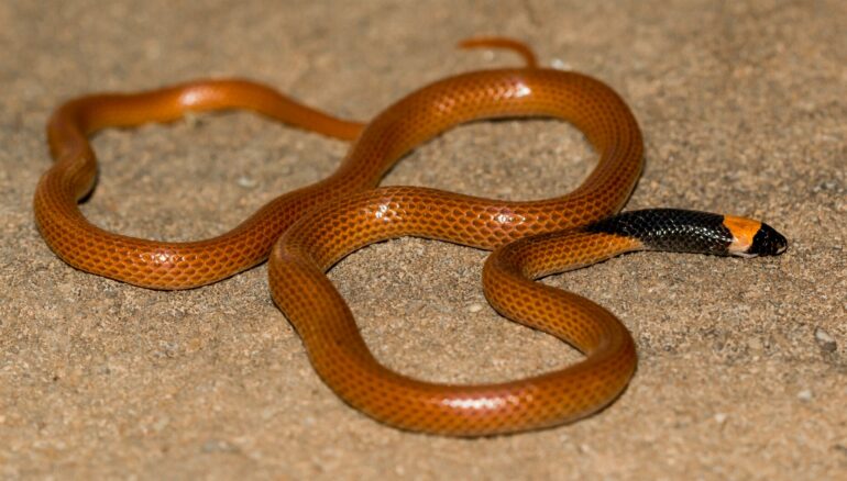 The missing puzzle piece: A striking new snake species from the ...