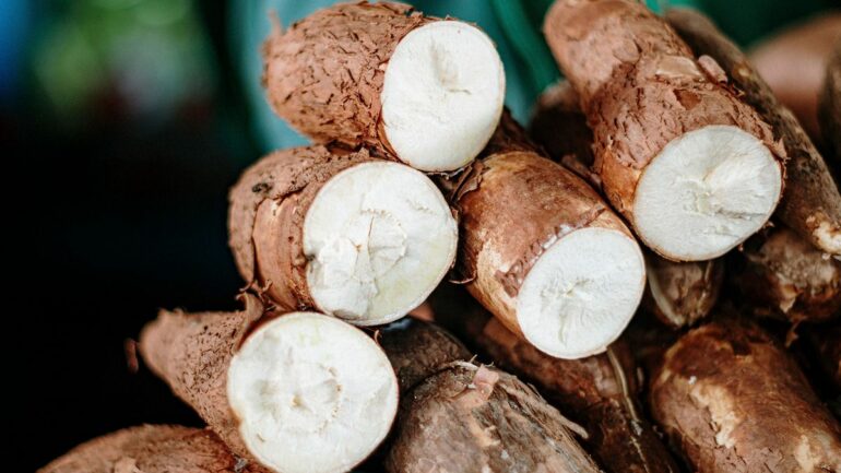 Cassava: The perilous past and promising future of a toxic but ...