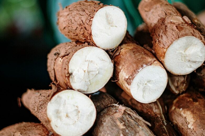 Cassava: The perilous past and promising future of a toxic but ...