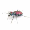 Tiger beetles fight off bat attacks with ultrasonic mimicry