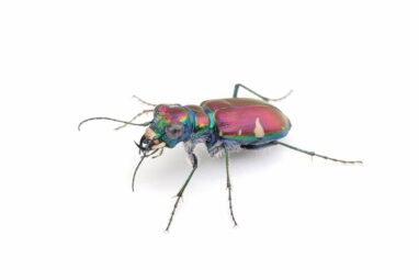 Tiger beetles fight off bat attacks with ultrasonic mimicry