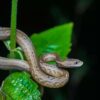 Viper-mimicking snake from Asia is a unique branch in the reptile ...