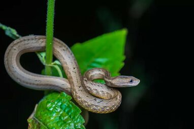 Viper-mimicking snake from Asia is a unique branch in the reptile ...