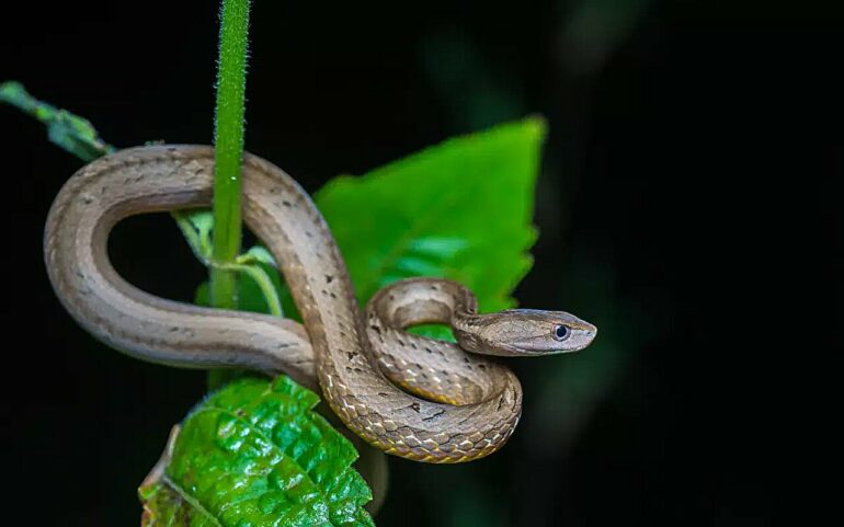 Viper-mimicking snake from Asia is a unique branch in the reptile ...