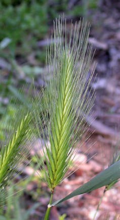 A seed pod that has lots of long seeds with sticky tendrils coming off each one.