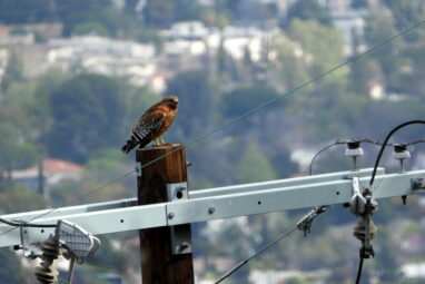 Wild megalopolis: Study shows unexpected pockets of biodiversity ...