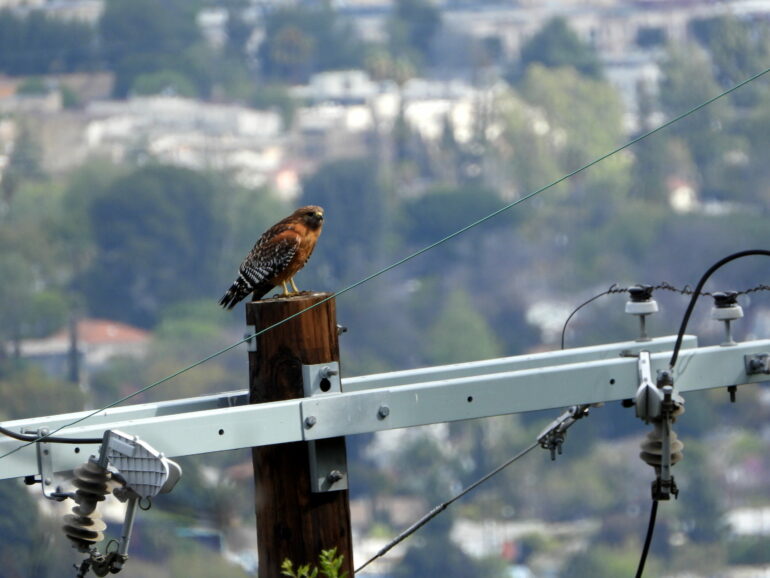 Wild megalopolis: Study shows unexpected pockets of biodiversity ...