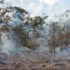 Wildfires in old-growth Amazon forest areas rose 152% in 2023 ...