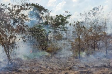 Wildfires in old-growth Amazon forest areas rose 152% in 2023 ...