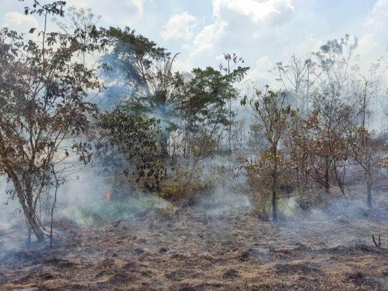 Wildfires in old-growth Amazon forest areas rose 152% in 2023 ...