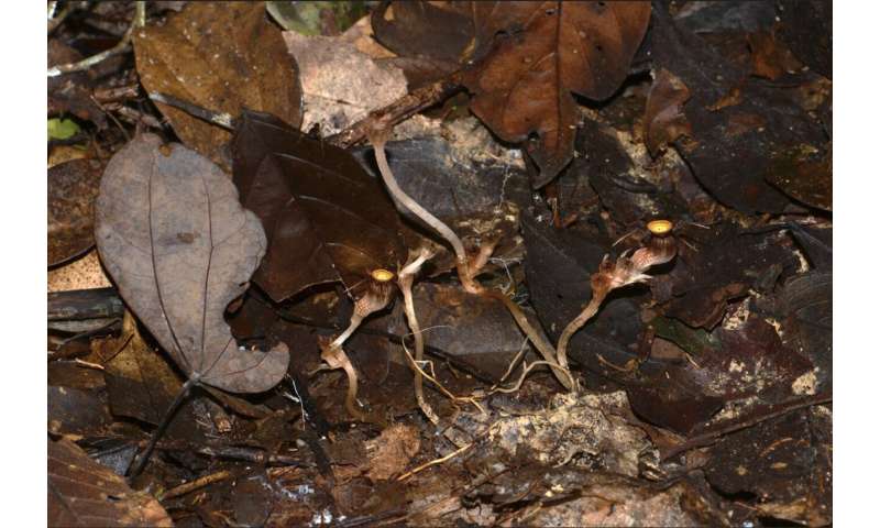 Remarkable new plant species steals nutrients from underground fungi