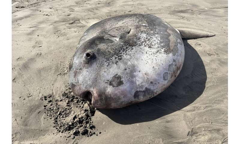 Rare 7-foot fish washed ashore on Oregon's coast garners worldwide attention