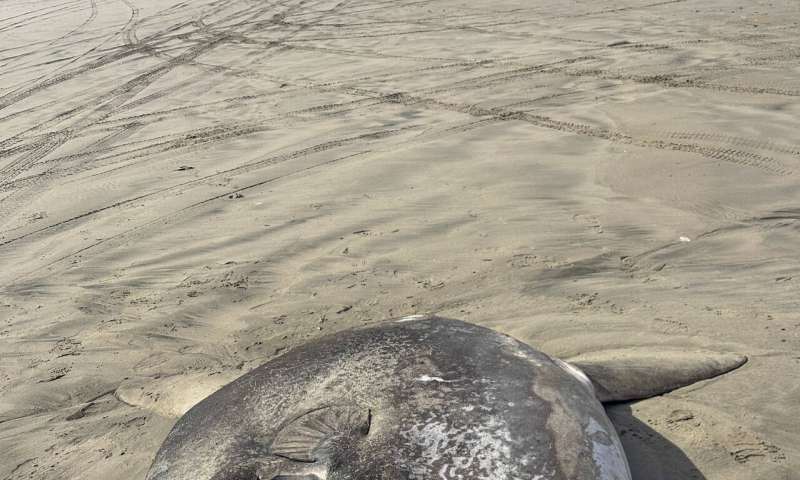 Rare 7-foot fish washed ashore on Oregon's coast garners worldwide attention