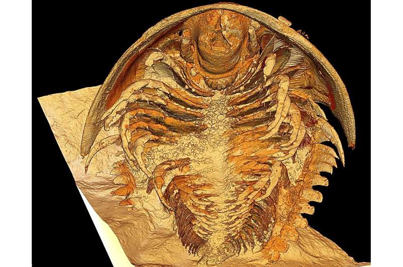 Prehistoric Pompeii discovered: Most pristine trilobite fossils ever found shake up scientific understanding of the long extinct group