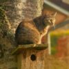 20-year review of avian flu in cats reveals rising danger from ...