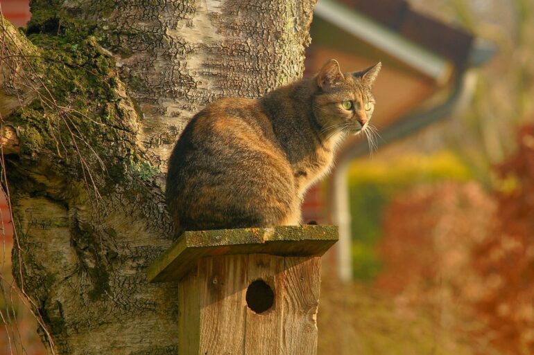 20-year review of avian flu in cats reveals rising danger from ...