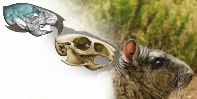 30 million-year-old cousin of chinchillas shows signs of enhanced ...