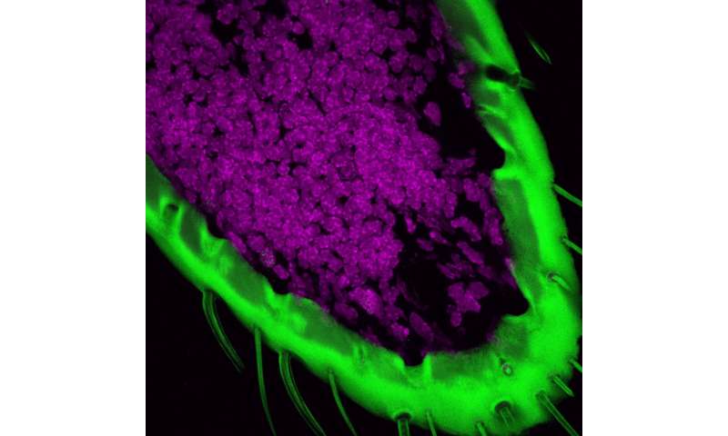 A protein that enables smell—and stops cell death