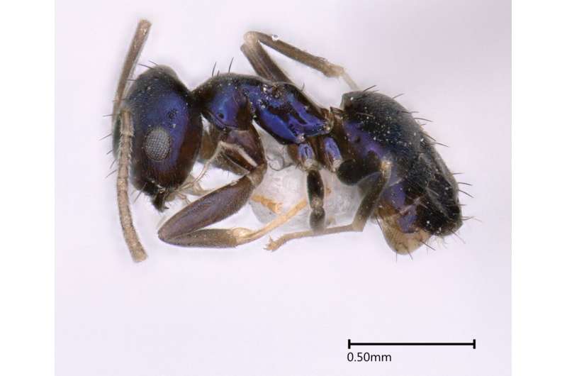 Captivating blue-colored ant discovered in India's remote Siang Valley