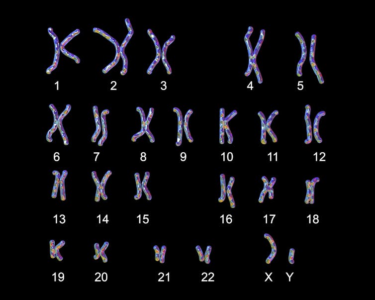 Illustration of human karyotype