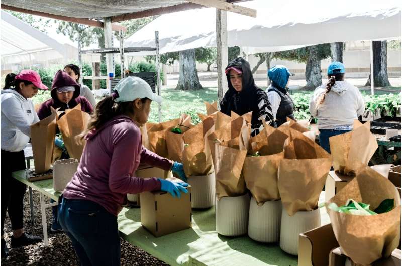 Workers pack pothos plants for French startup Neoplants in Lodi, California