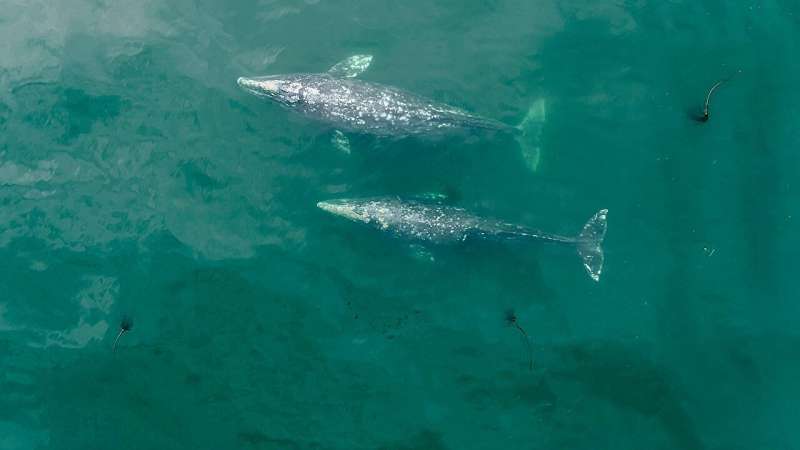 Pacific coast gray whales have gotten 13% shorter in the past 20-30 years, Oregon State study finds