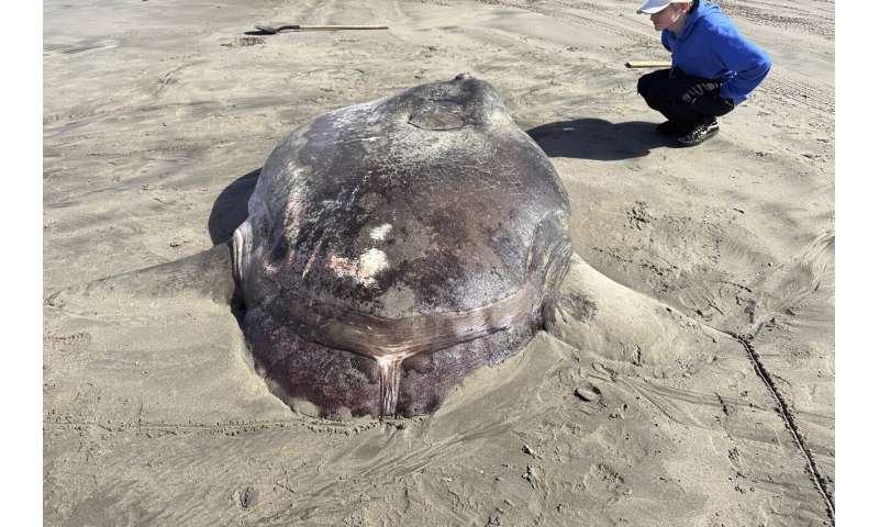 Rare 7-foot fish washed ashore on Oregon's coast garners worldwide attention