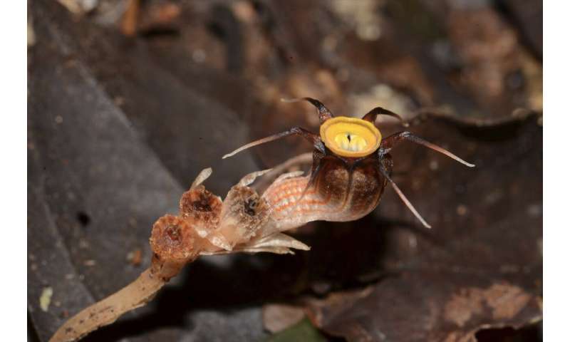 Remarkable new plant species steals nutrients from underground fungi