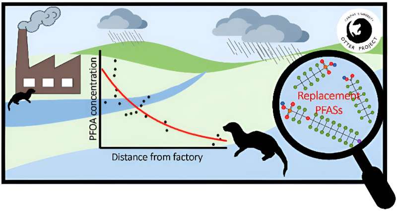 'Forever chemicals' found in English otters