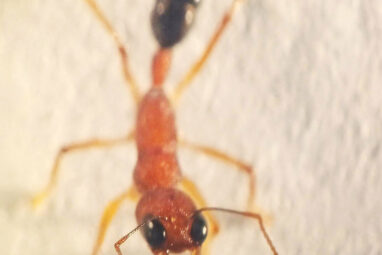 A protein that enables smell in ants—and stops cell death