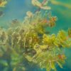 Algae offer real potential as a renewable electricity source ...