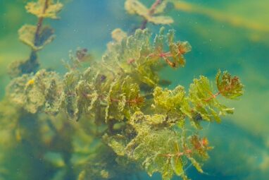 Algae offer real potential as a renewable electricity source ...