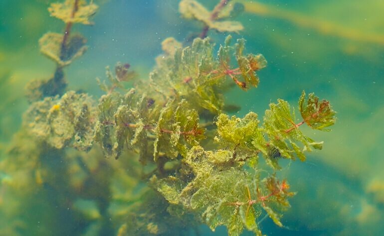 Algae offer real potential as a renewable electricity source ...