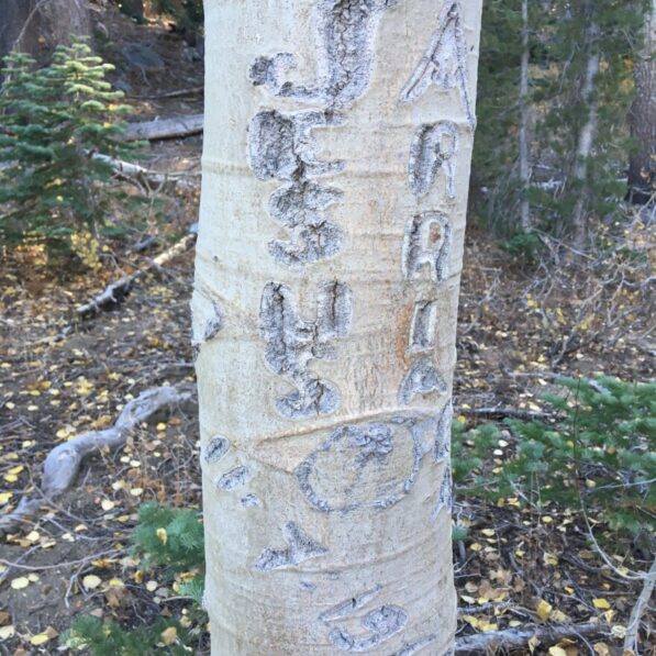 Arborglyphs – Basque immigrant sheepherders left their marks on aspen ...