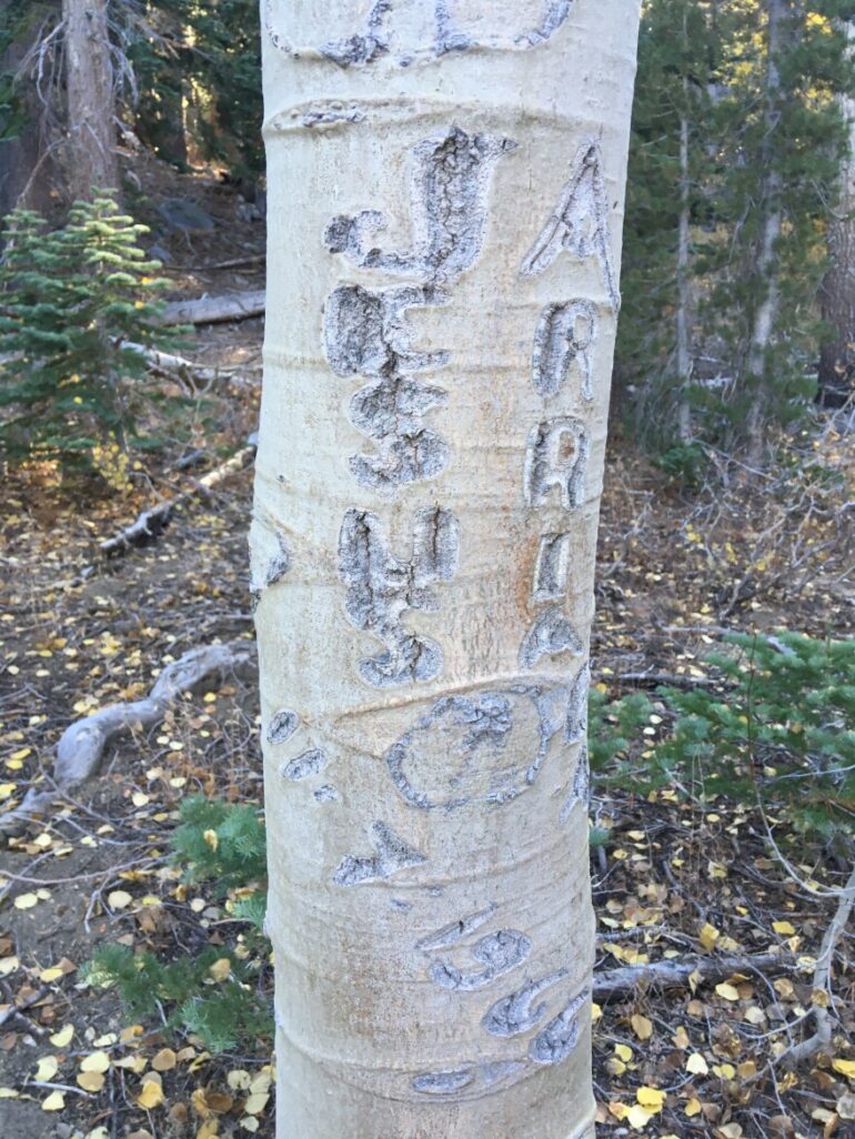 Exploring Basque Tree Carvings During Social Isolation