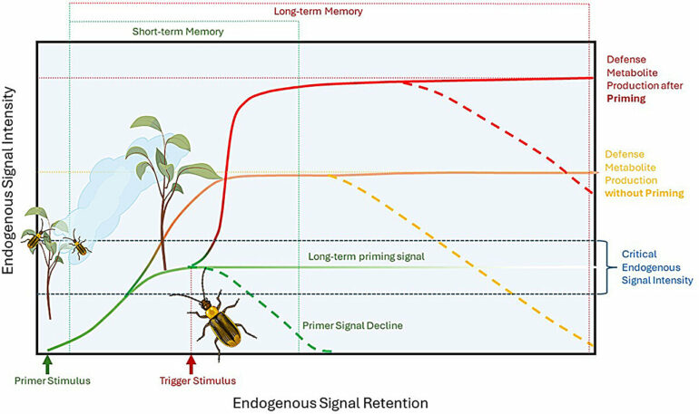 Are plants intelligent? It depends on the definition