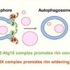 Autophagic organelles restrict mouth size to regulate cellular ...