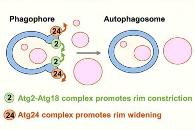 Autophagic organelles restrict mouth size to regulate cellular ...