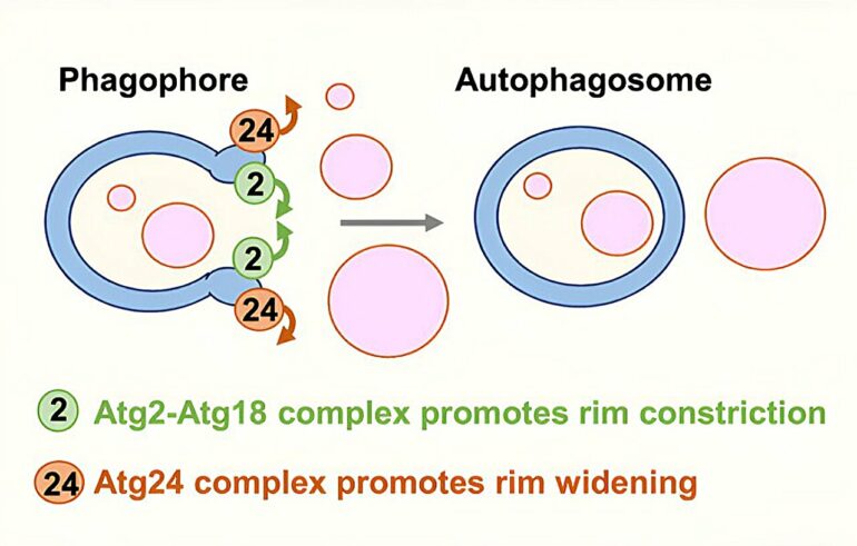 Autophagic organelles restrict mouth size to regulate cellular ...