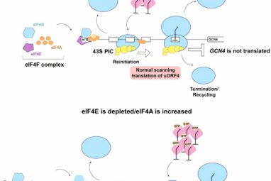Biologists take closer look at stress response in cells