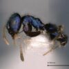 Captivating blue-colored ant discovered in India's remote Siang Valley