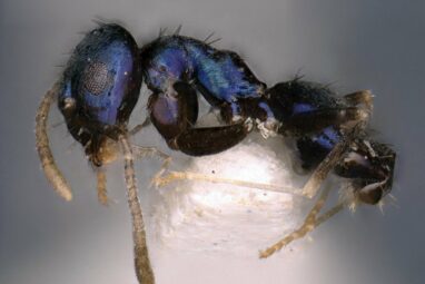 Captivating blue-colored ant discovered in India's remote Siang Valley