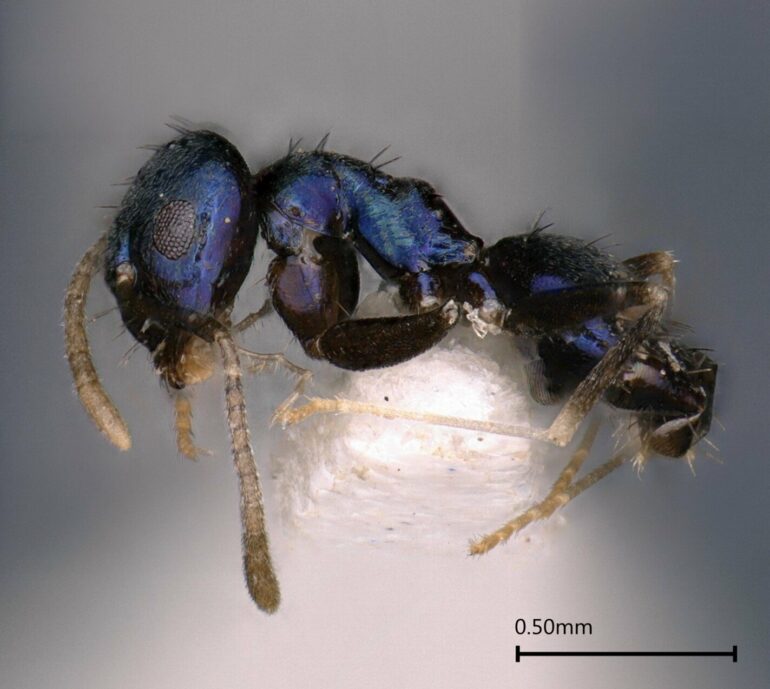 Captivating blue-colored ant discovered in India's remote Siang Valley