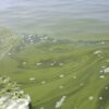 Climate change has made toxic algal blooms in Lake Erie more ...