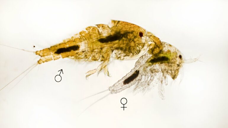 Discovery of vast sex differences in cellular activity has major ...