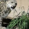 DNA in the feces of snow leopards shows alpine cats eat plants