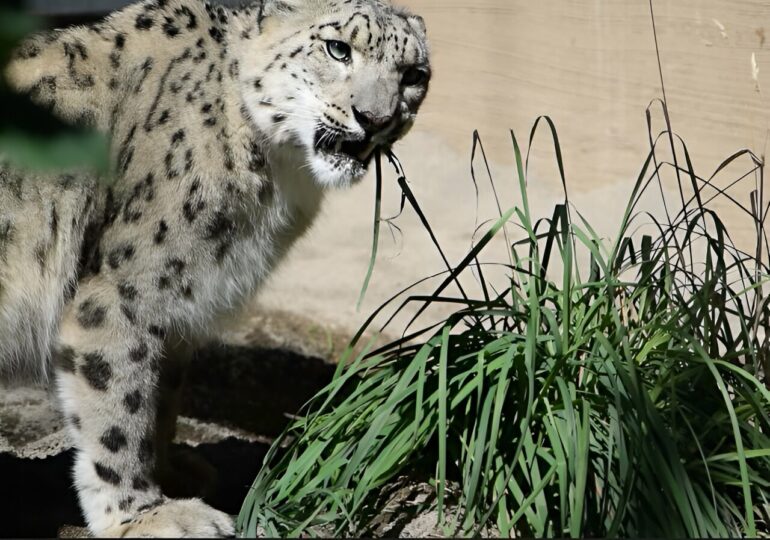 DNA in the feces of snow leopards shows alpine cats eat plants